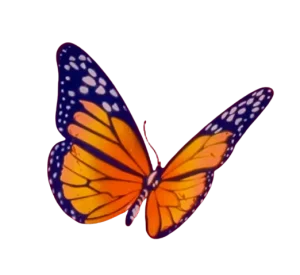 An Image Of Risk Rock x Legendary Organics Orange Butterfly facing right