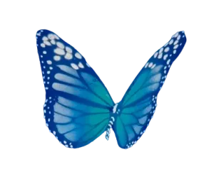 An Image Of Risk Rock x Legendary Organics Blue Butterfly facing right
