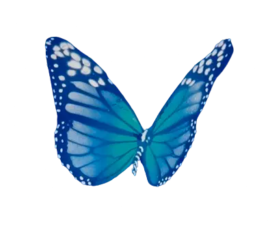 An Image Of Risk Rock x Legendary Organics Blue Butterfly facing right
